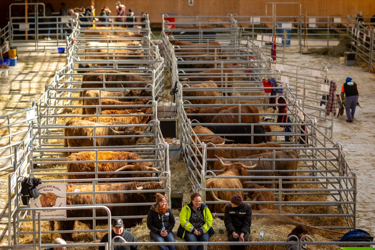 Man sieht Hochlandrinder Box an Box in einer Reithalle.
